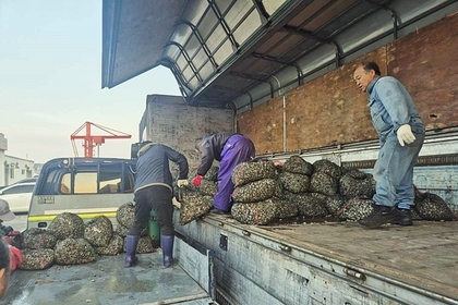 태화강 바지락 자원 조성사업 추진 ... 바지락 종패 5,940kg 방류